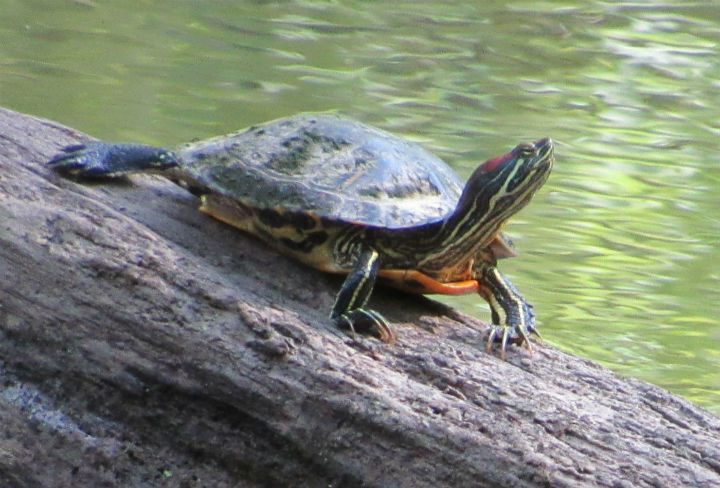 Red-ear Slider